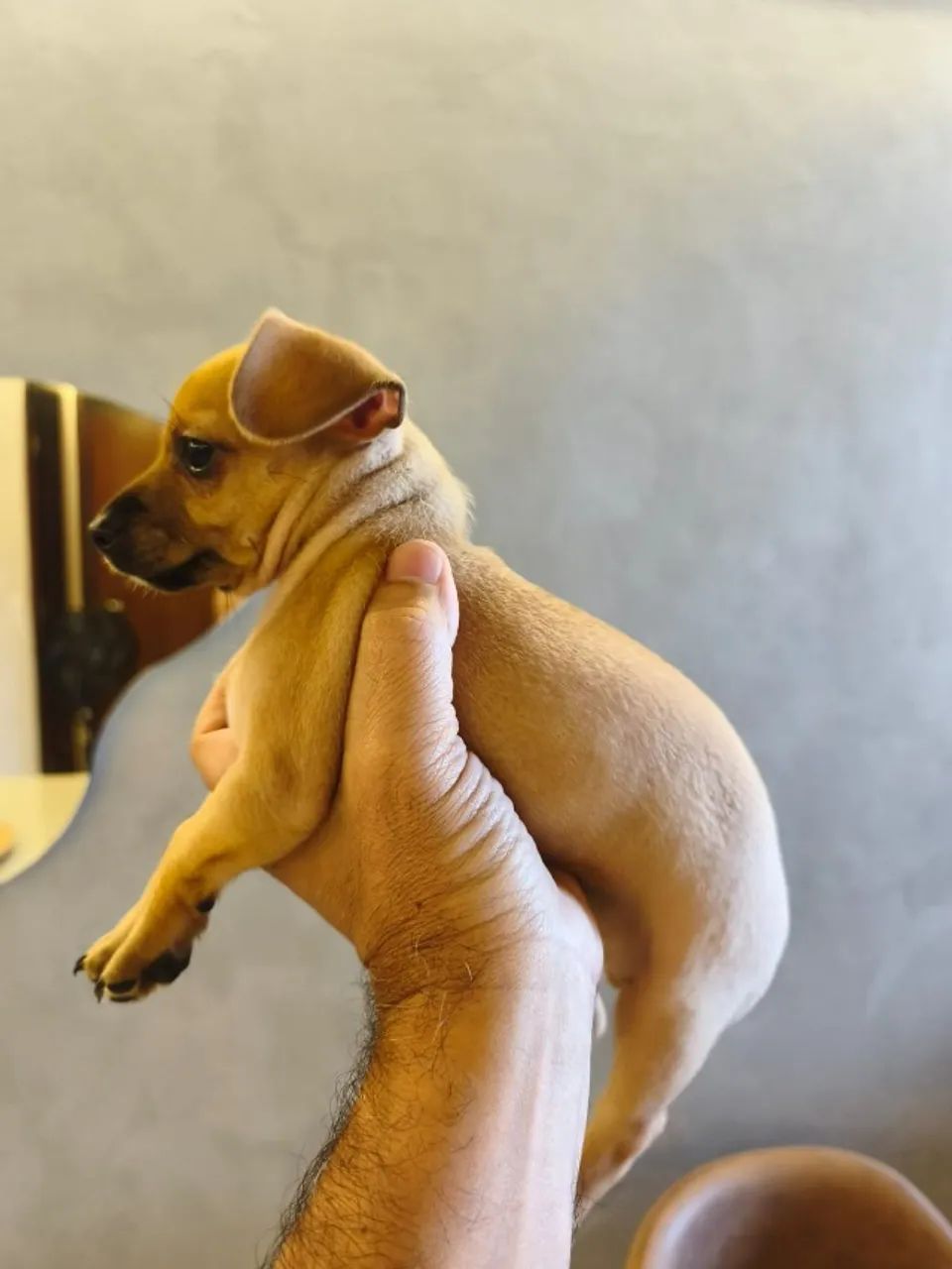 Pinscher  - Foto 4