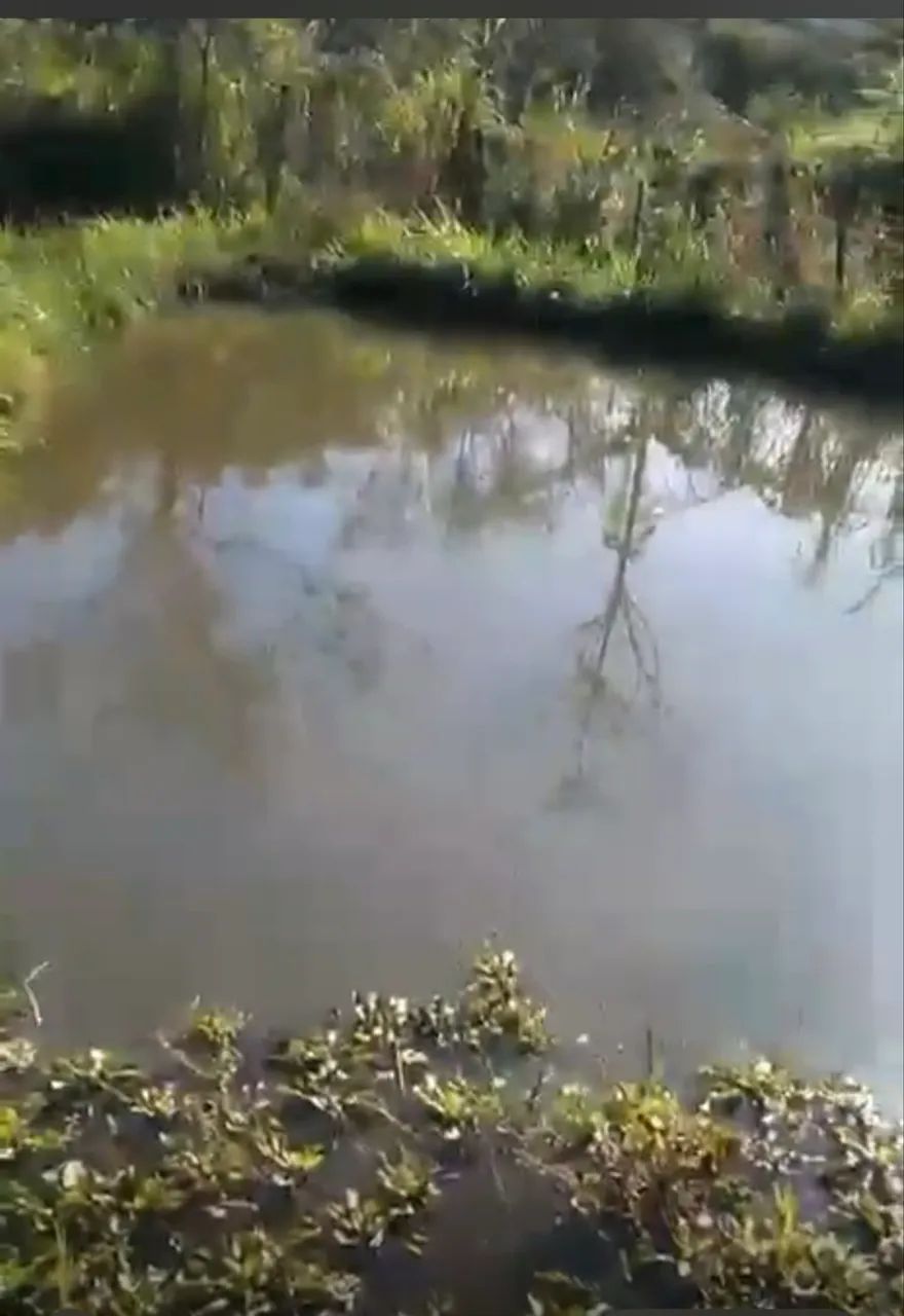 Vendo sítio com água e poço de peixe  - Foto 5