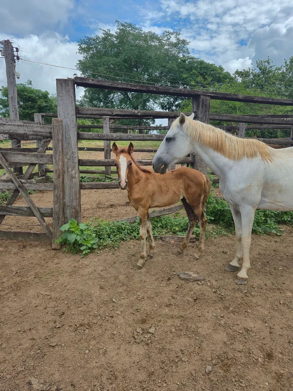 Egua com potra ao pé  - Foto 4