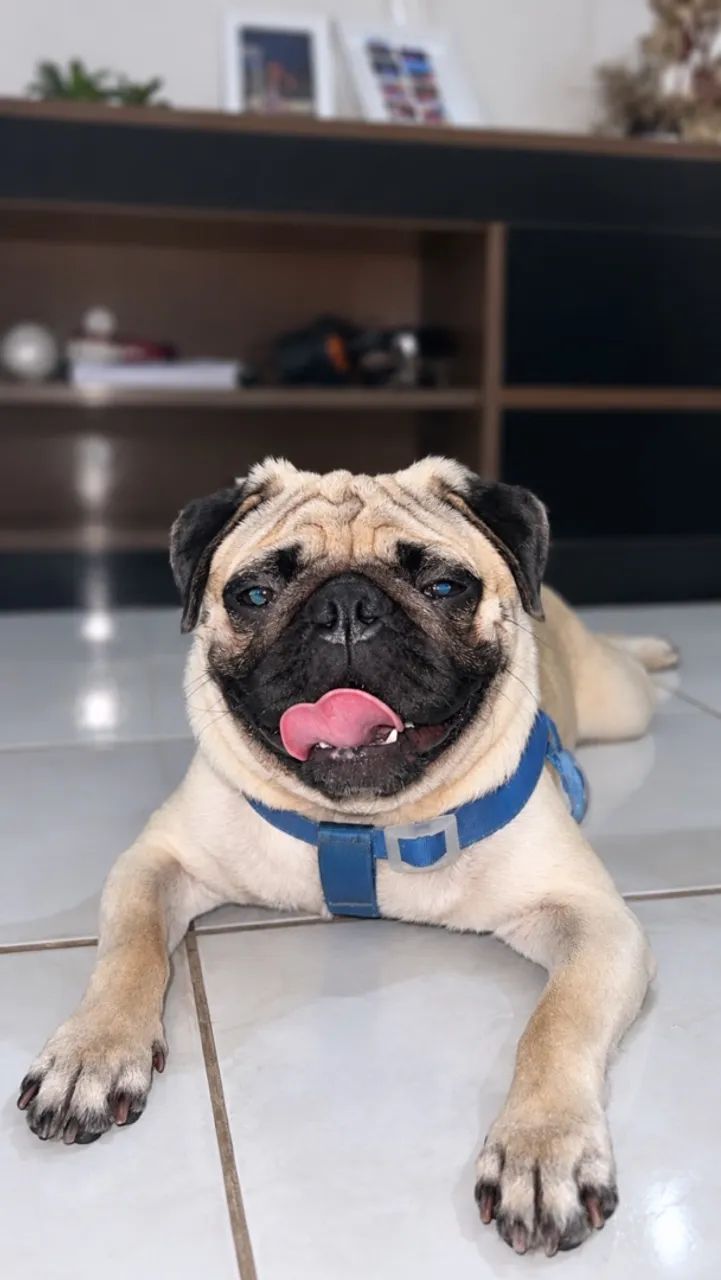 Filhote de Pug