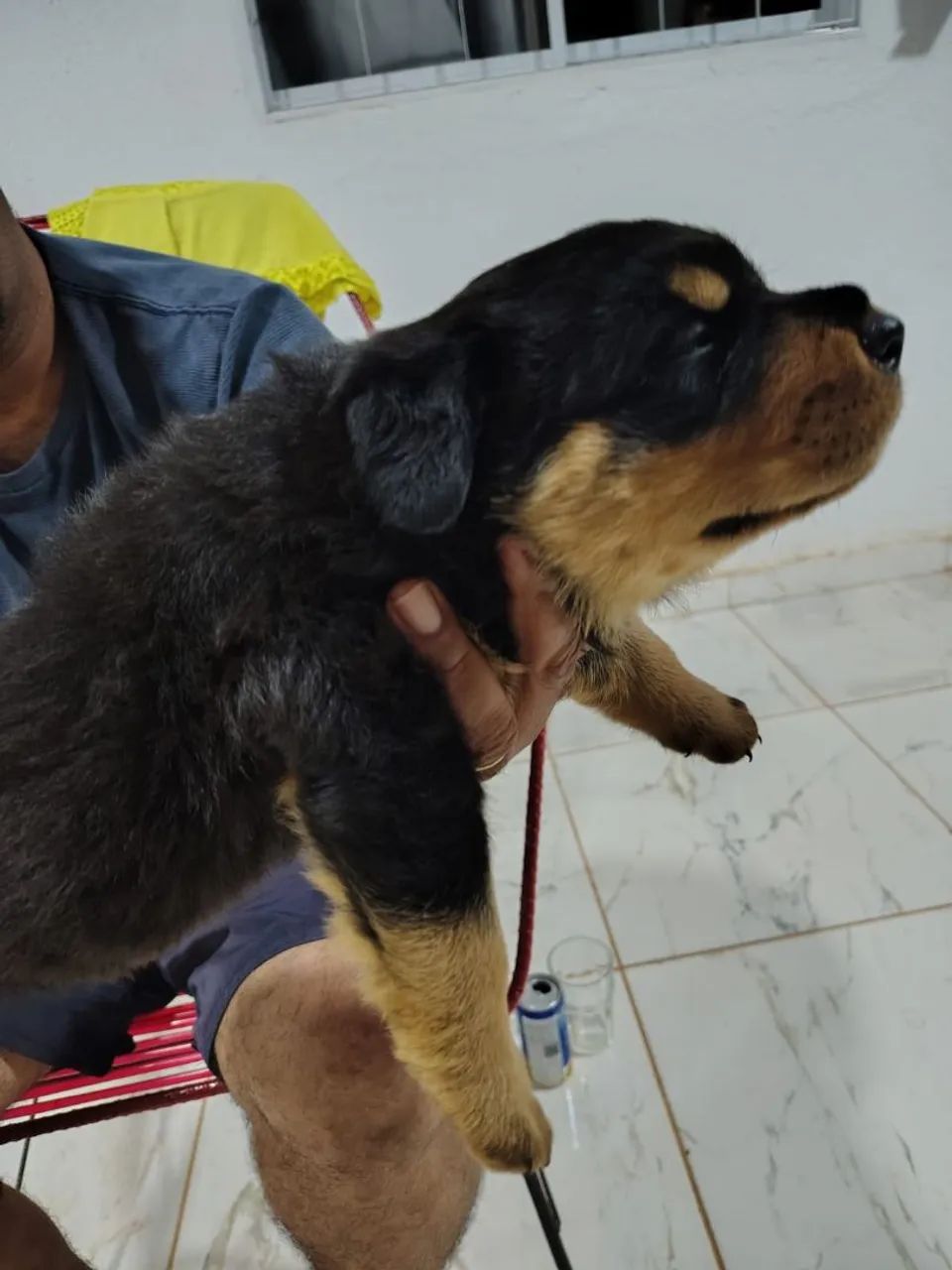 Venda de pets  - Foto 2