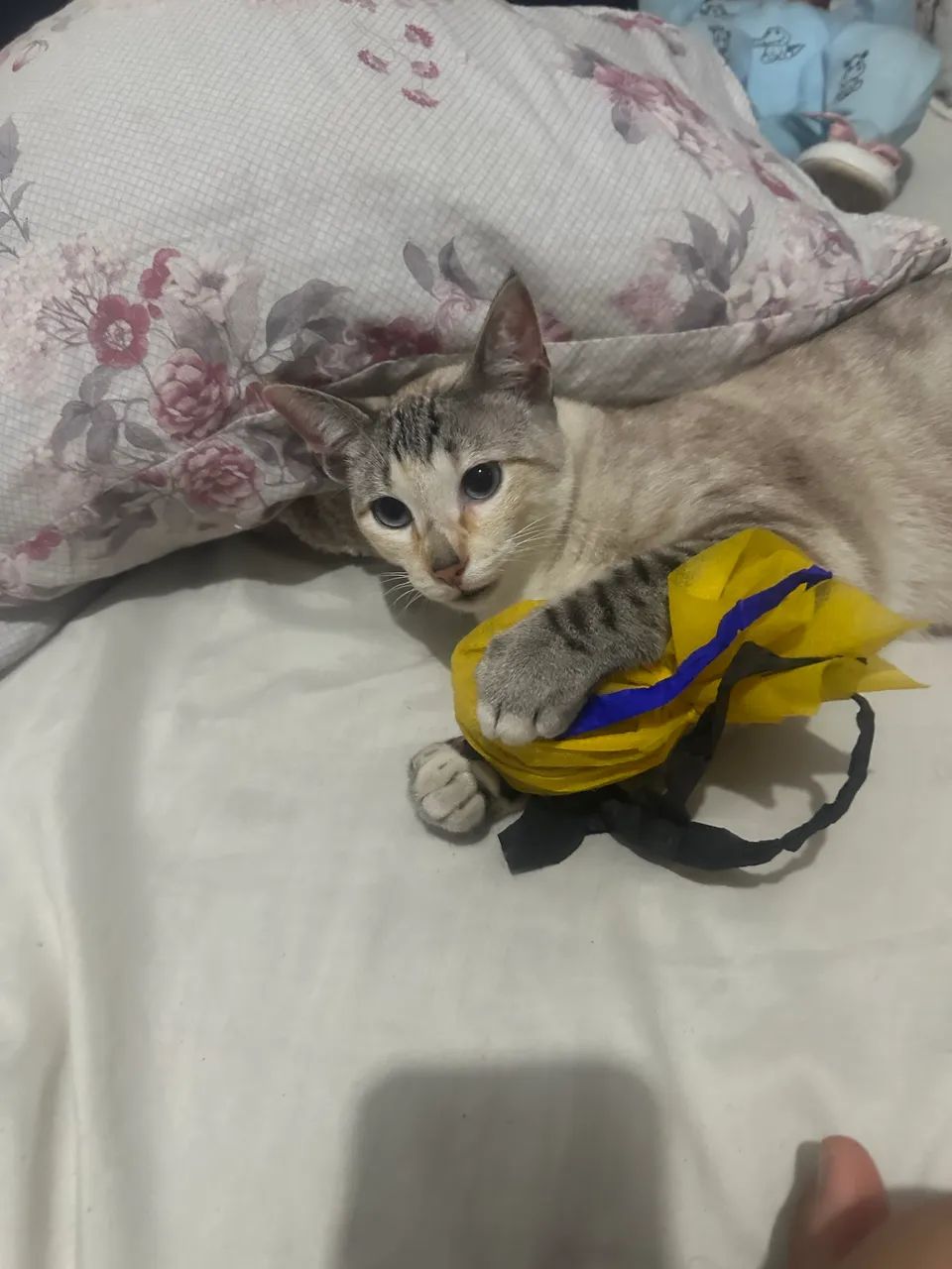 Doa-se gata castrada e muito dócil  - Foto 4