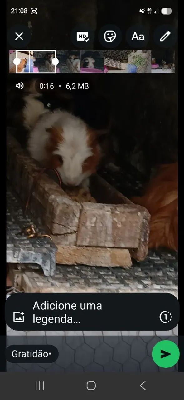 Vendo porquinho da india  - Foto 5