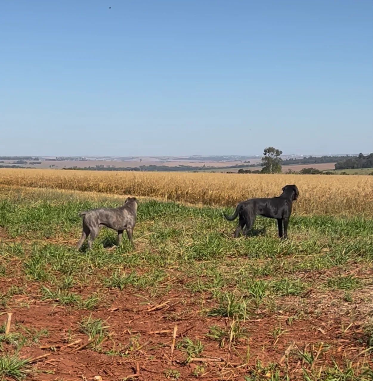 Filhotes de Cane Corso  - Foto 5