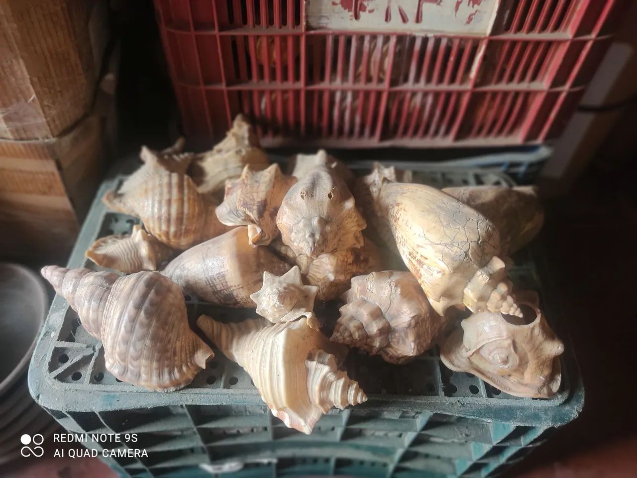 Conchas naturais tamanhos variados