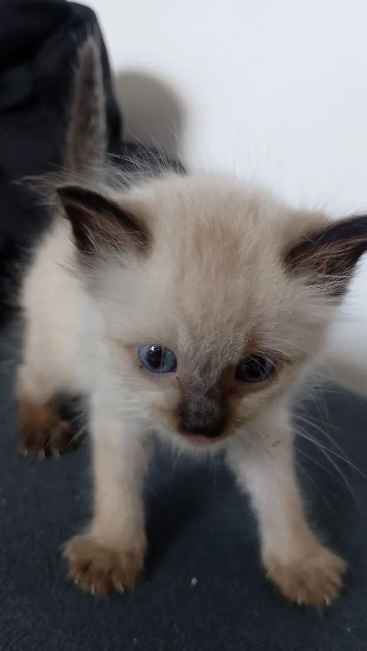 Gatinhos para adoção 2 machos e 2 fêmeas