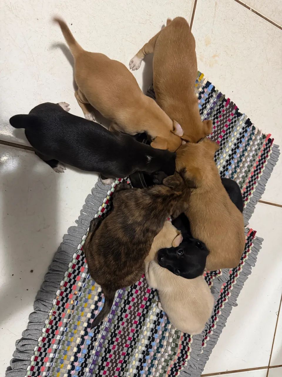 Doação de cachorro - Fêmeas 