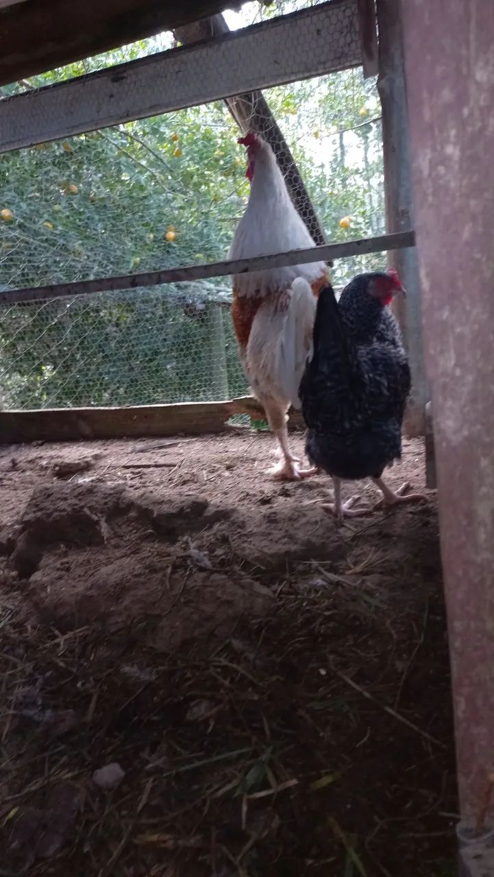 galinha e um galo  - Foto 6