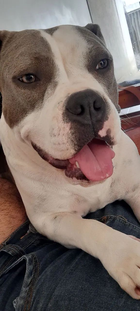 Doação responsável americam bully femia  - Foto 4