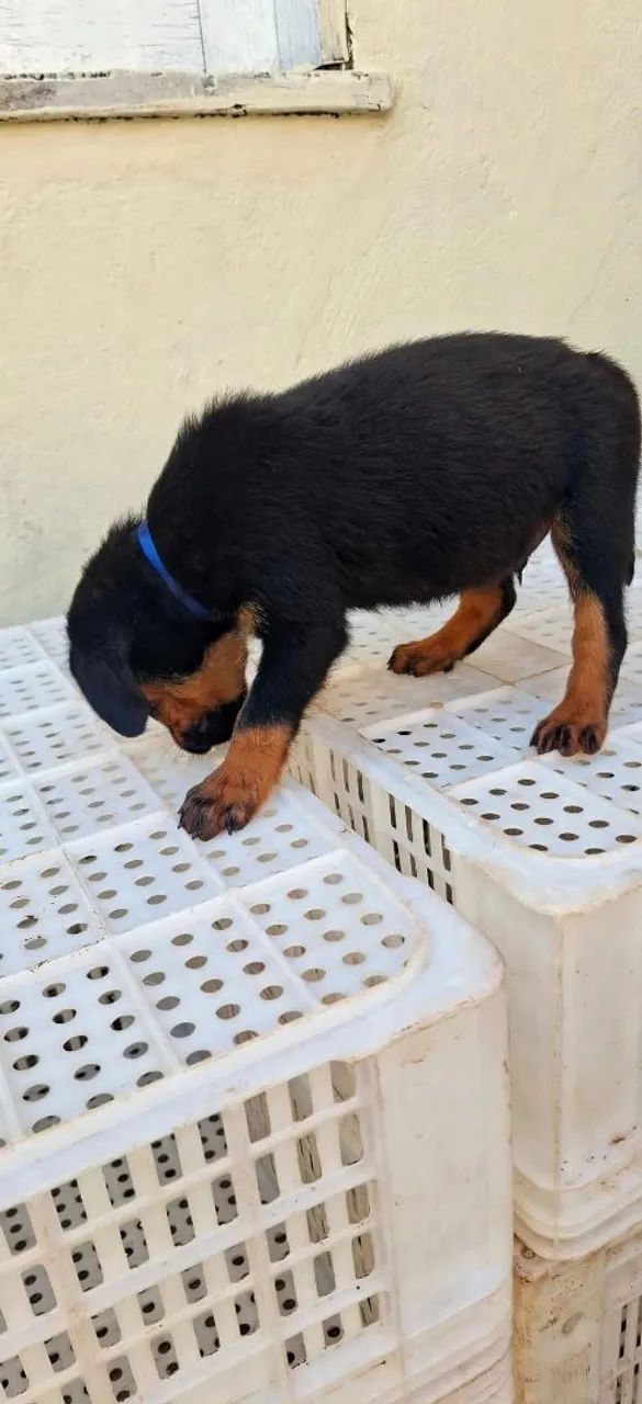 Filhotes de Rottwaler