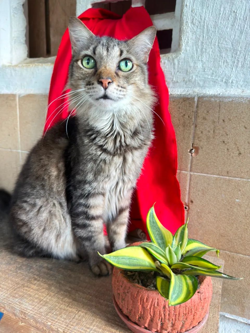 Gato Castrado Macho