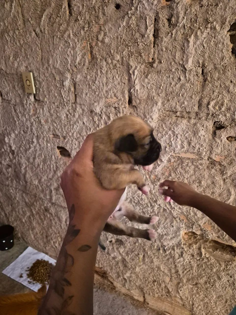 Doação raça indefinida 