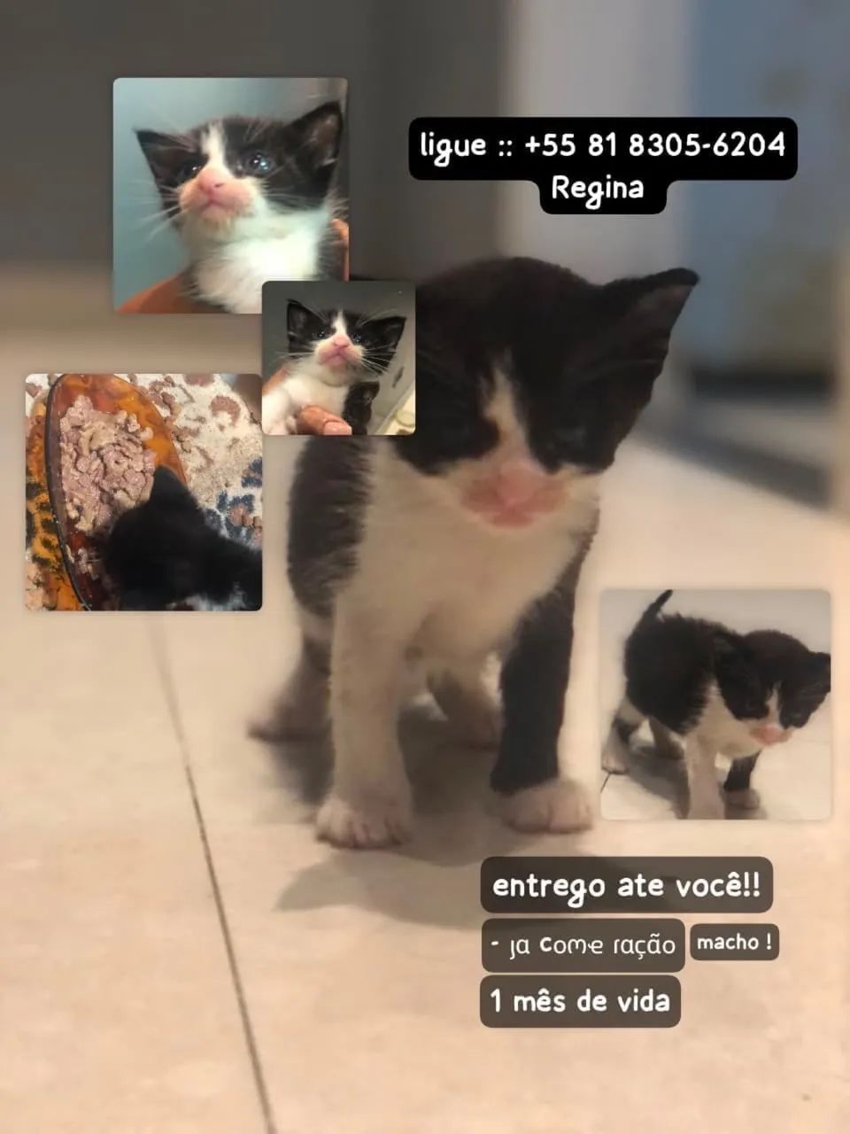 Gatinhos pra doações responsáveis 