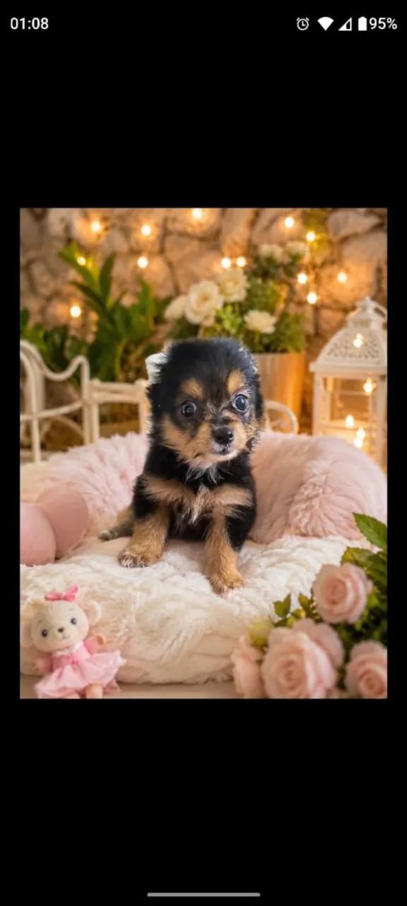 Filhote de yorkshire mini terrier 