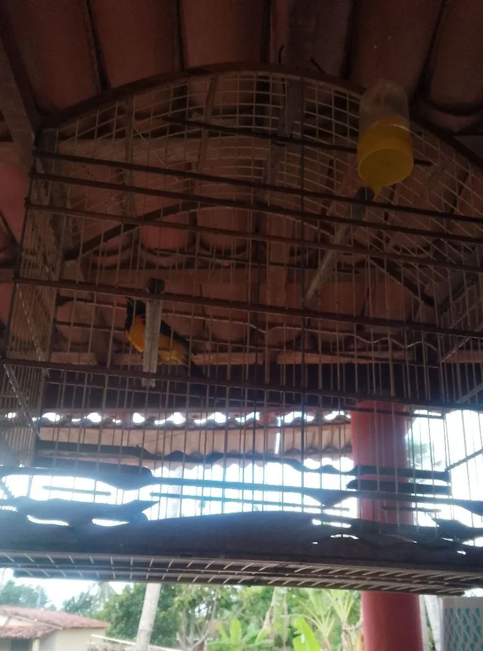 Gaiolas e viveiros  - Foto 2