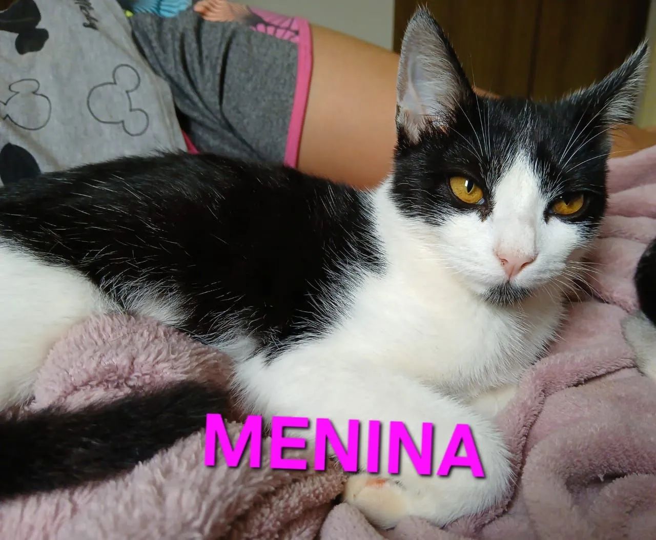 Eles Precisam de Um Lar - Foto 5