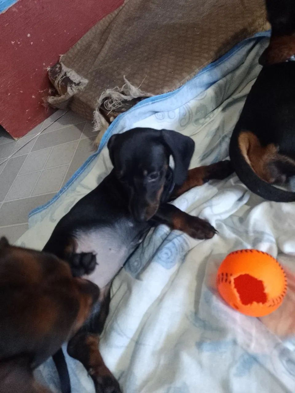 Cachorra Salsicha.  - Foto 2