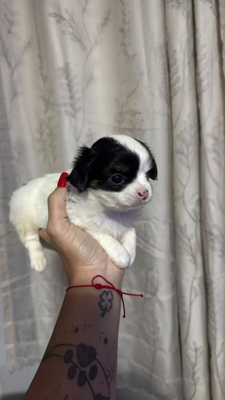 Cachorro 