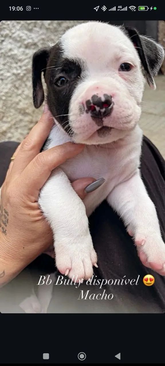 American bully micro exótico  - Foto 3