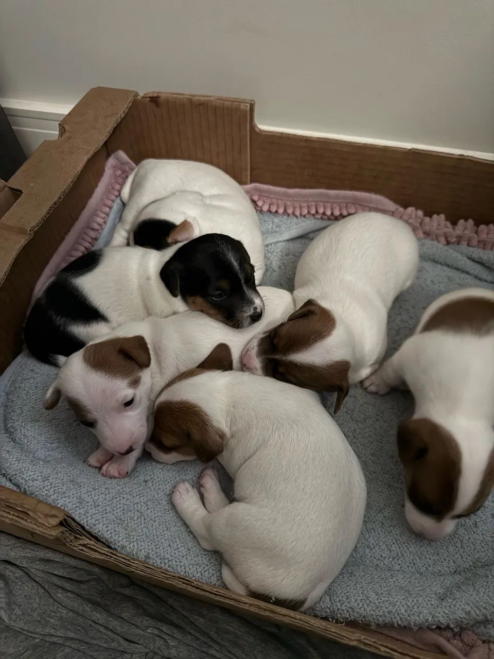 JACK RUSSELL TERRIER