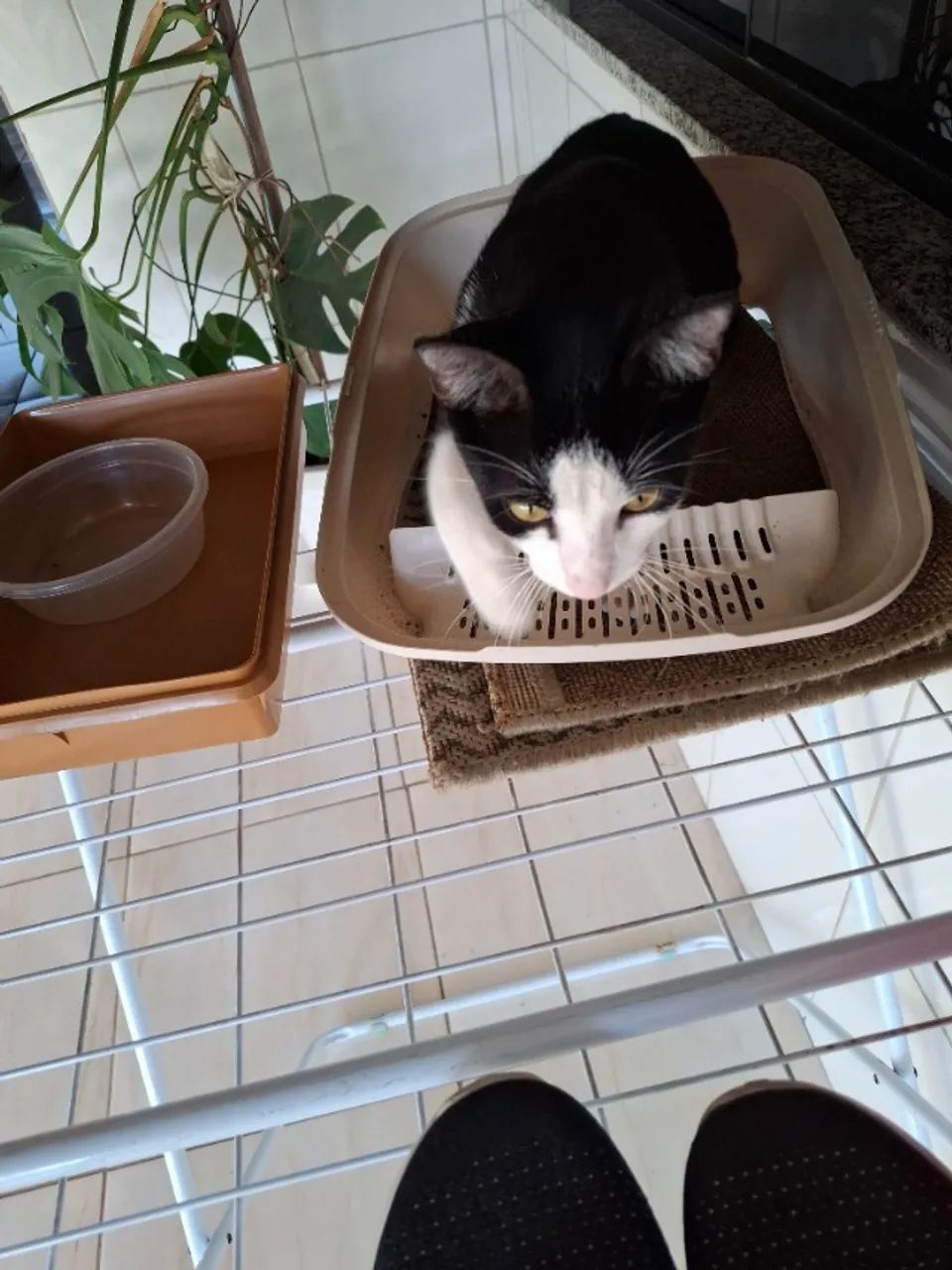 Gato para doação 