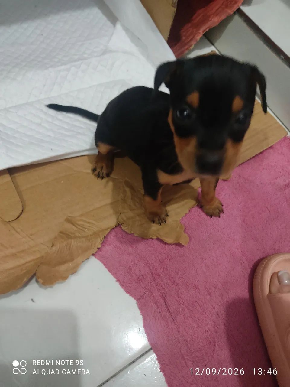 Pincher 0