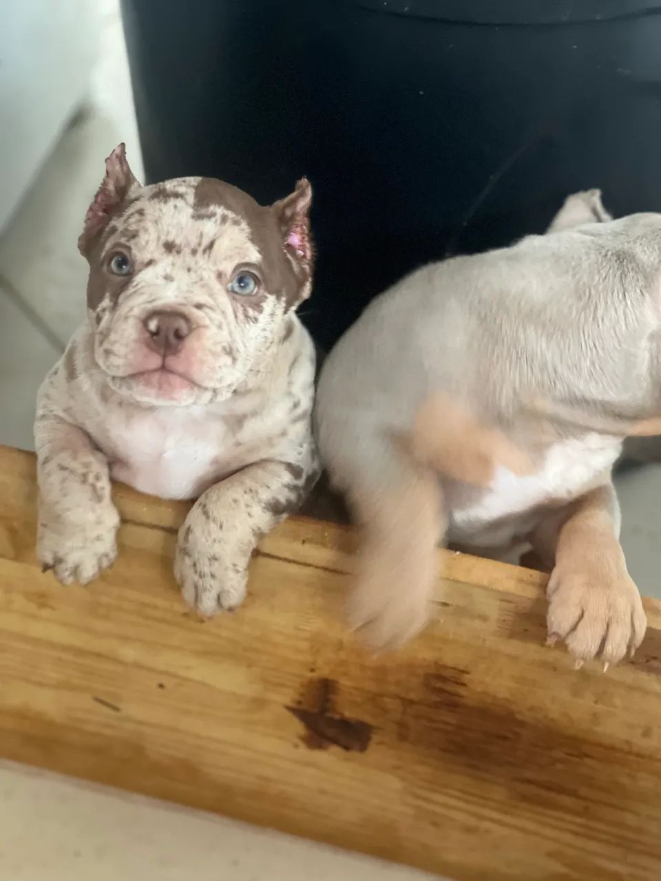 FÊMEA AMERICAN BULLY MERLE MICRO - Foto 4