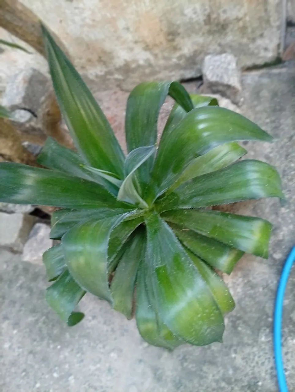 Planta AGAVE IMPERIAL