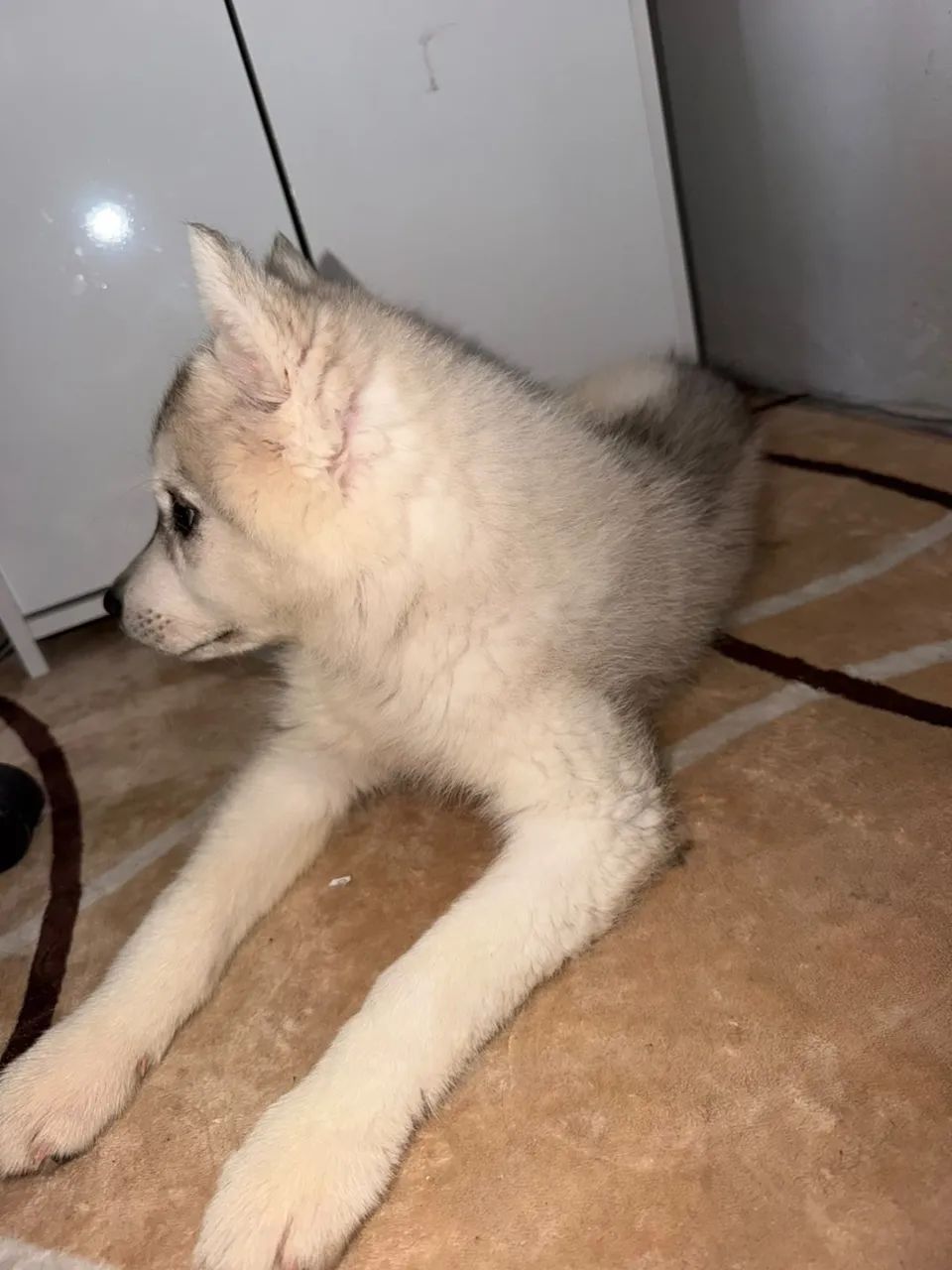 Vende-se Husky siberiano  - Foto 2