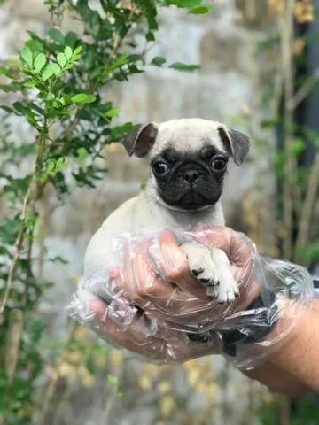Pug com Procedência e Loja Física - Foto 2