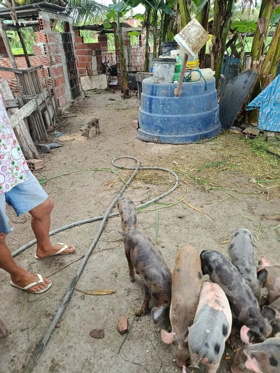 Porcos  - Foto 3