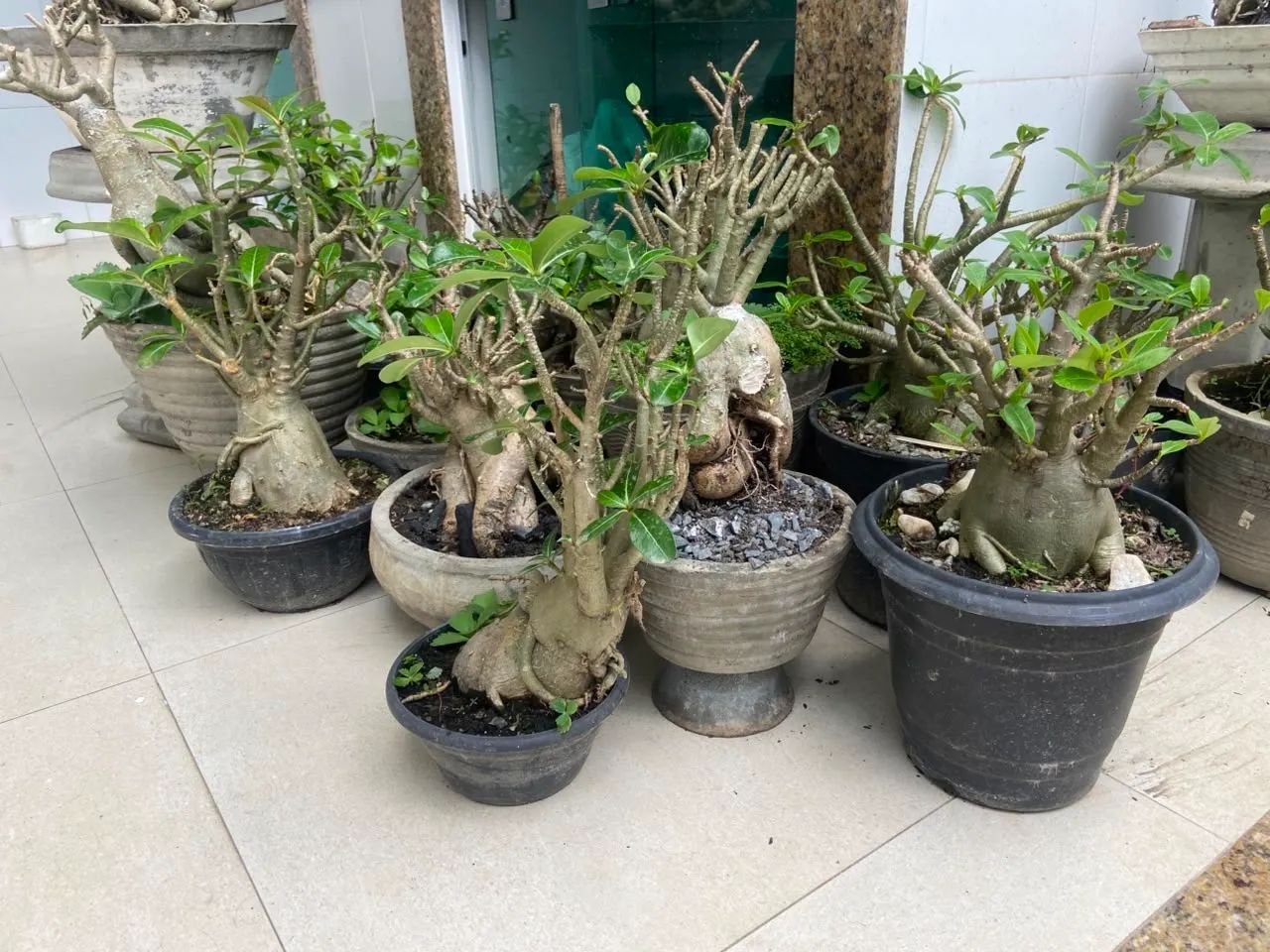 Rosa do deserto - Foto 2