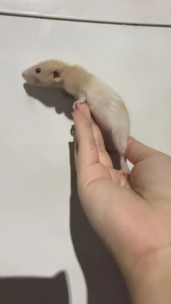 Ratinho Twister  - Foto 4