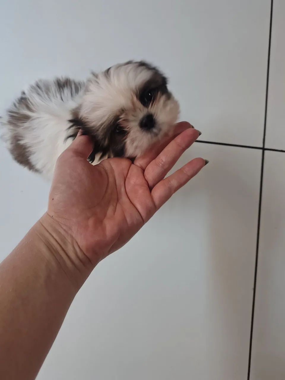 Shitzu 