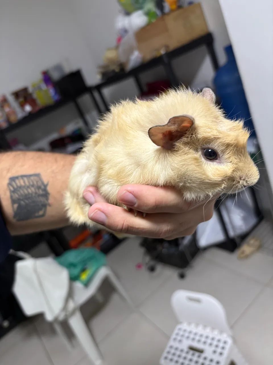 Porquinho da índia  - Foto 6