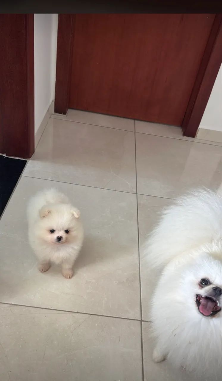 Spitz anão 