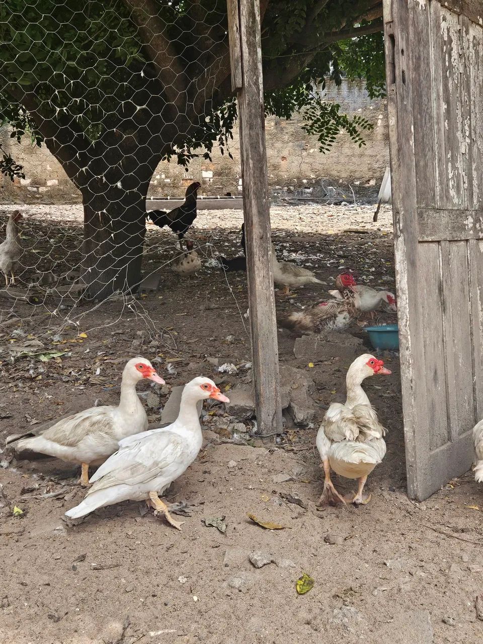 Vende-se patas