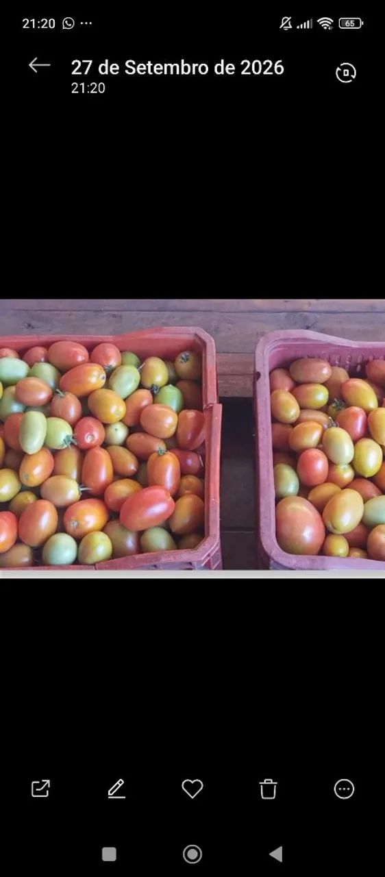 Tomates - Foto 2
