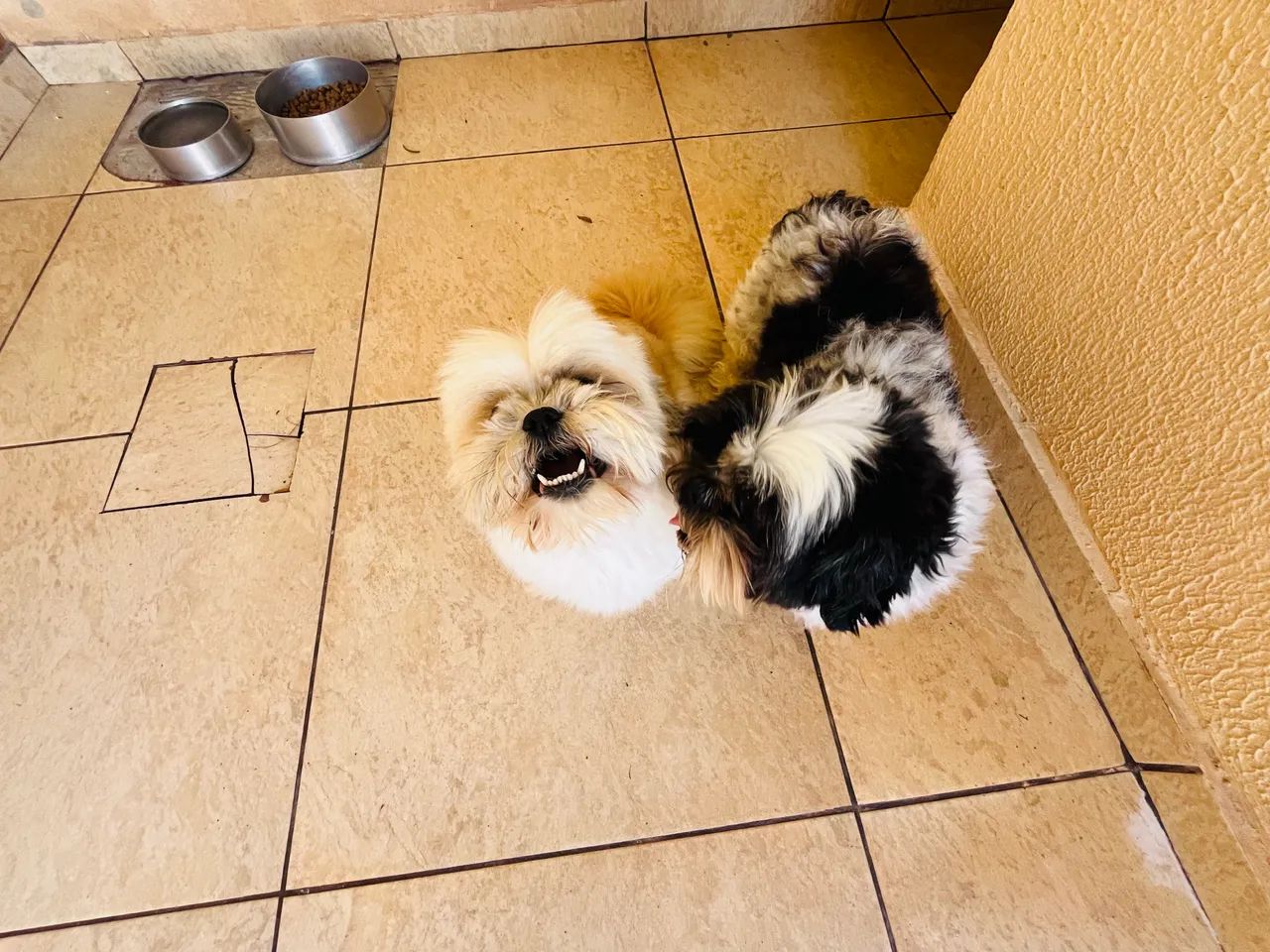  Doação de cachorro  - Foto 3