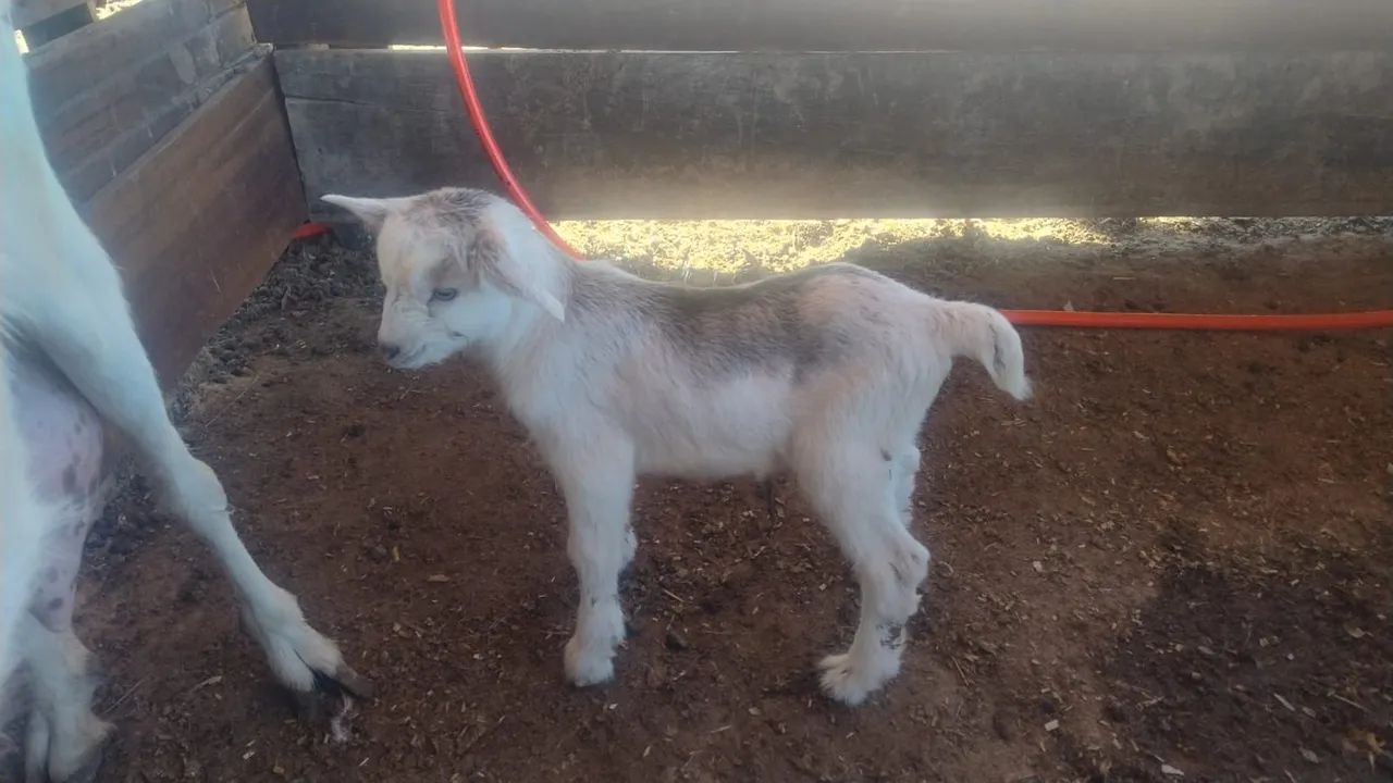 Cabras - Foto 4