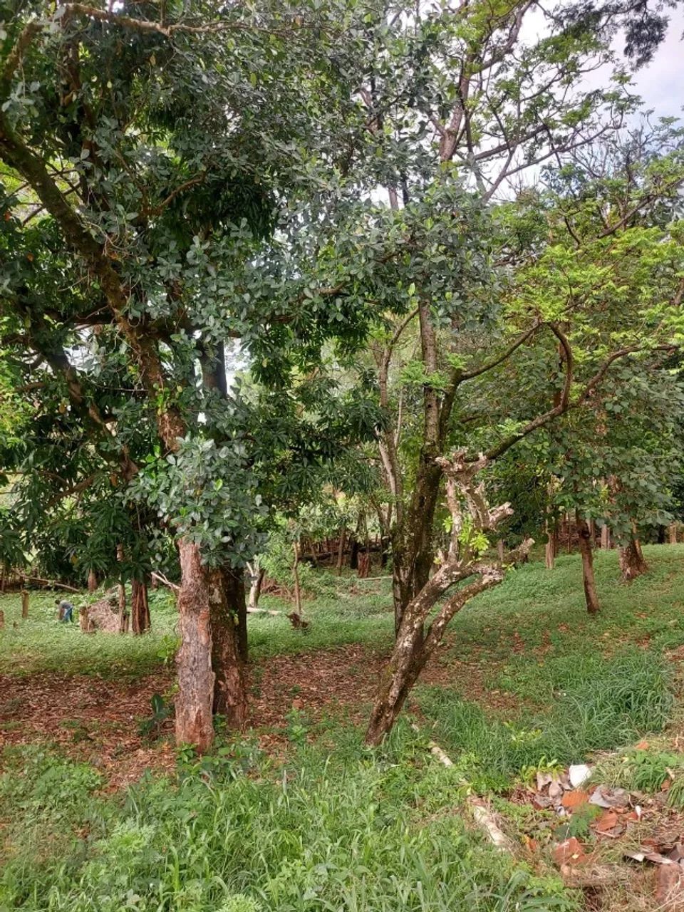 CHÁCARA NA VILA LUZO 2800 M2 - Foto 3