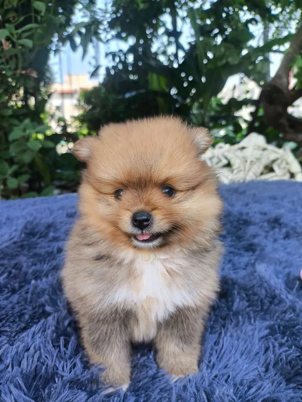 Spitz alemão 
