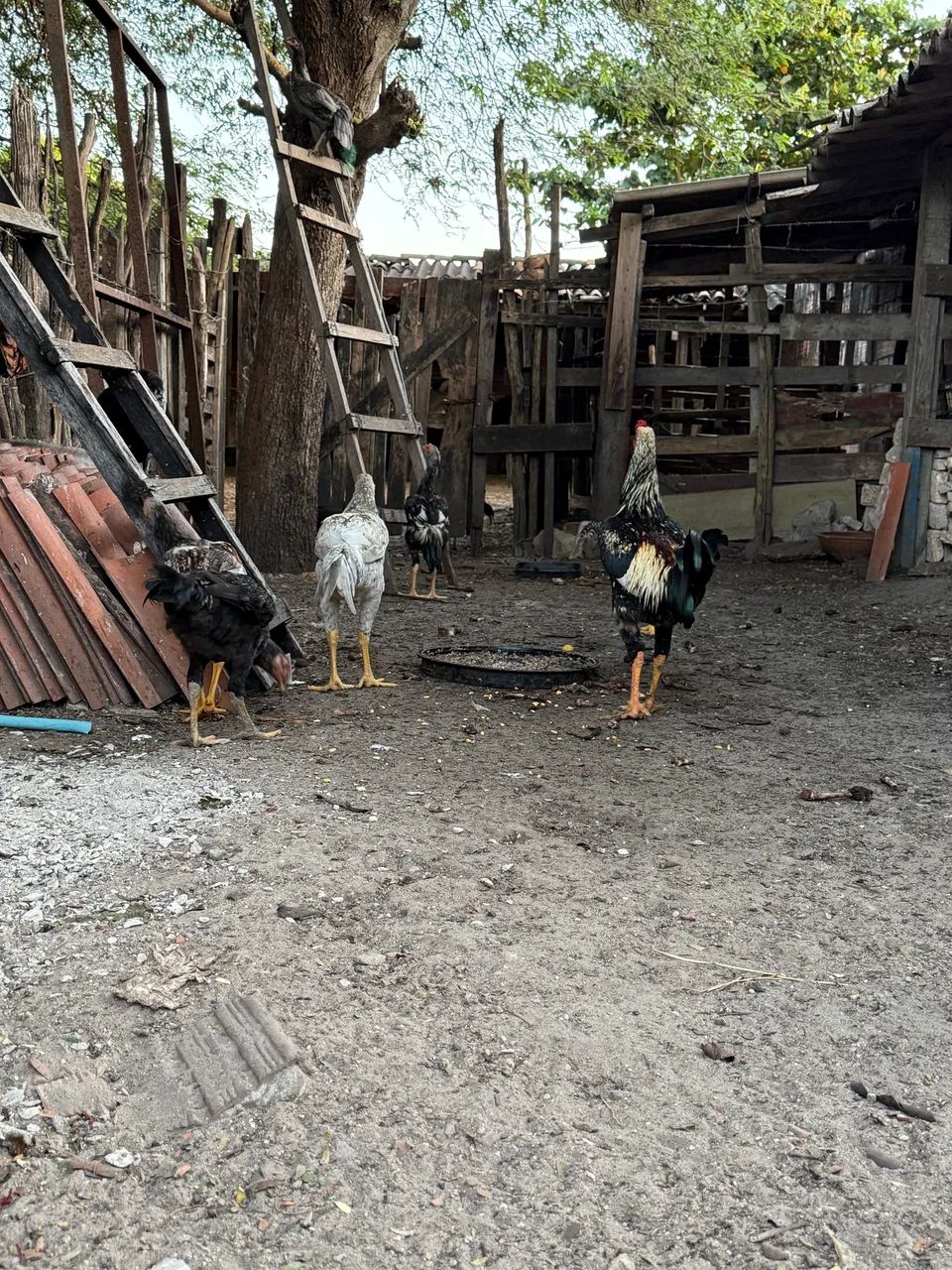 Galinhas e frangos  - Foto 2