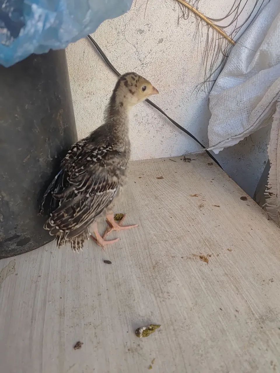 Vende se perus adultos e filhotes  - Foto 3