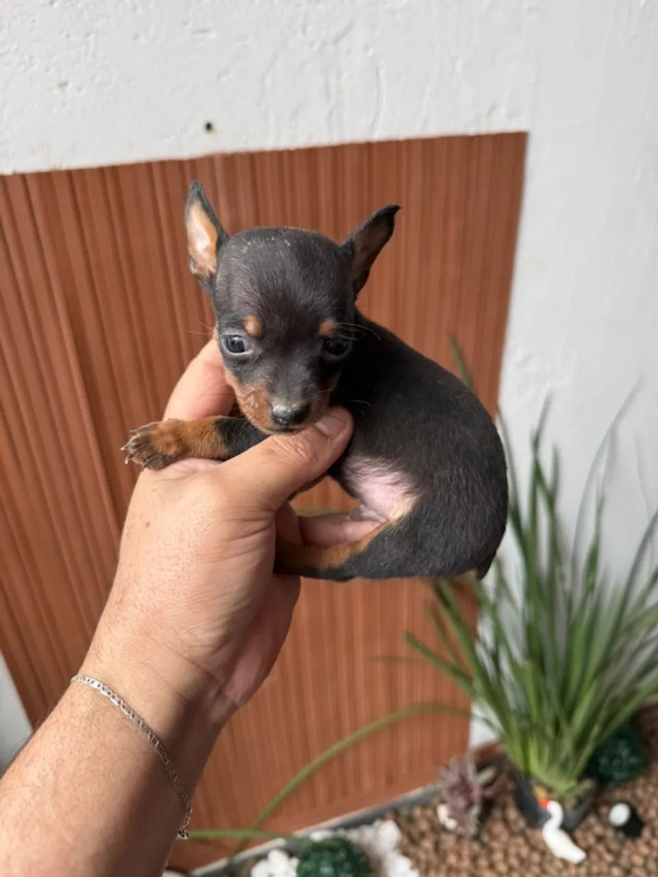 Pinscher macho