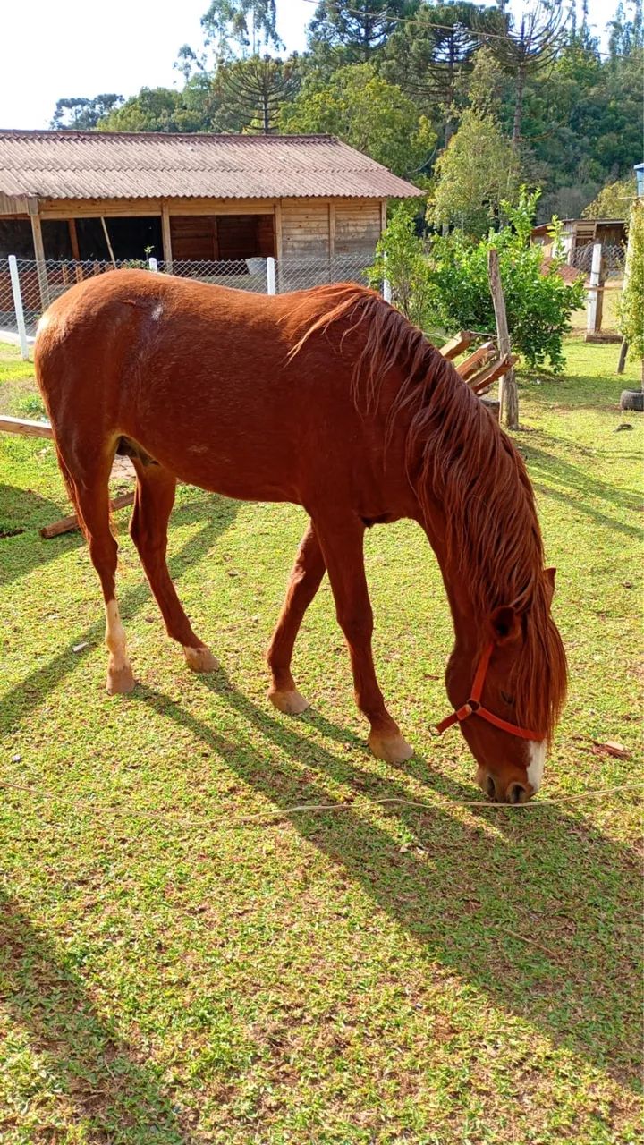 Vendo cavalo  - Foto 4