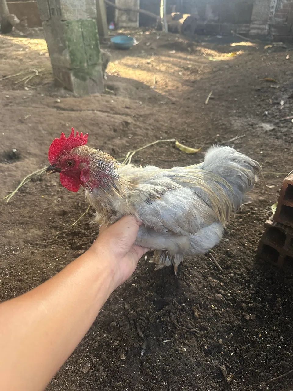 Frango mini cochin lavanda  - Foto 4