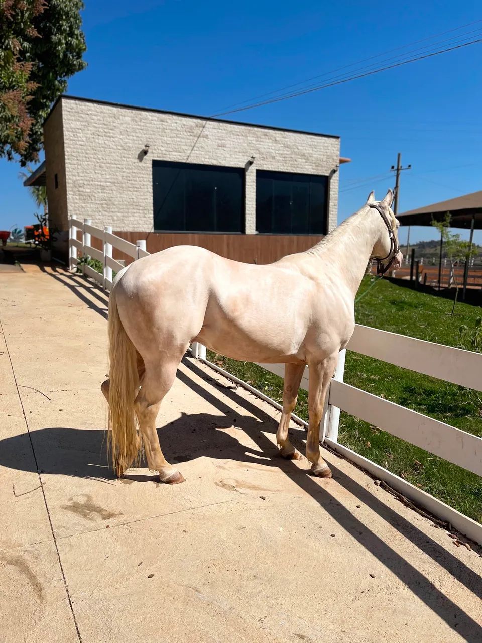 Cavalos