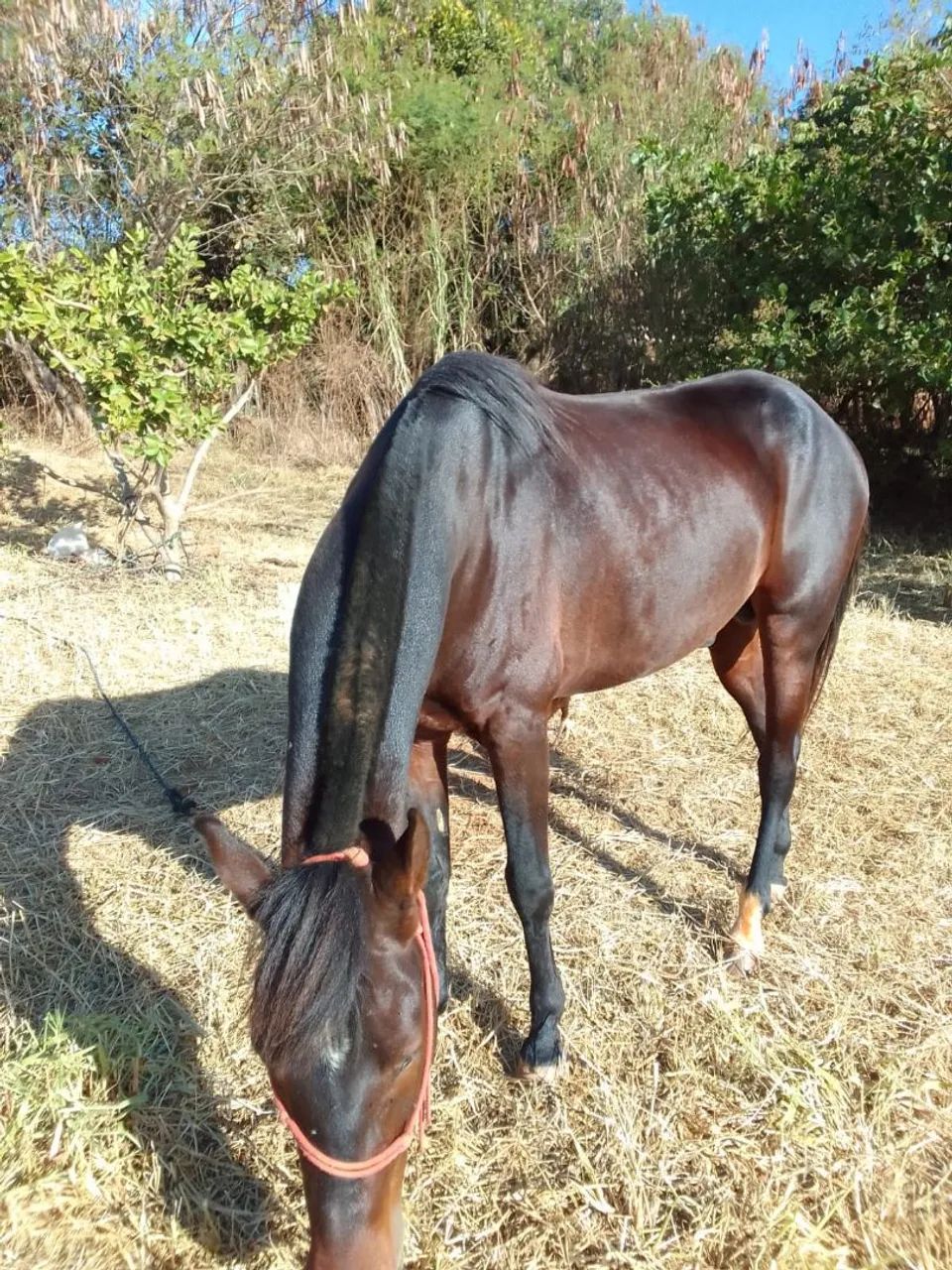 Cavalo MM manga larga  - Foto 5