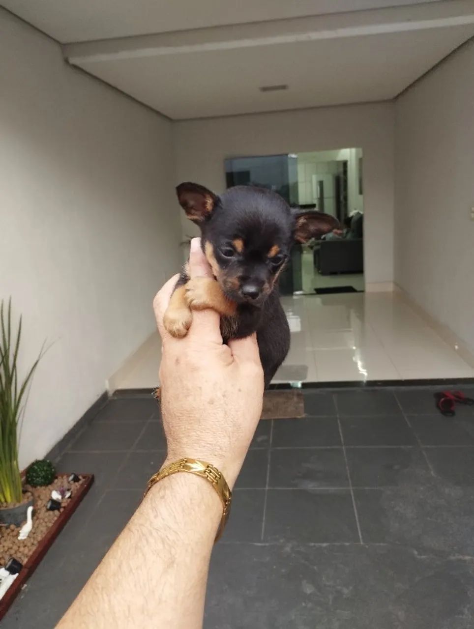Pinscher macho - Foto 4